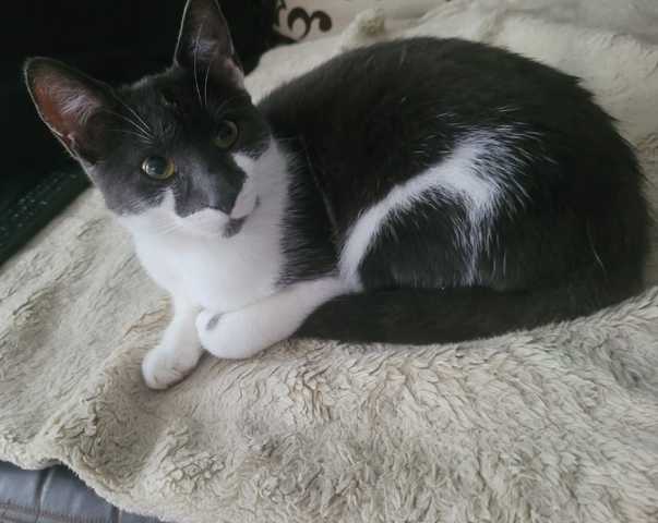 Katze Ente