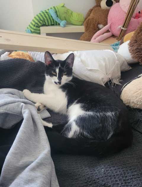 Mausi