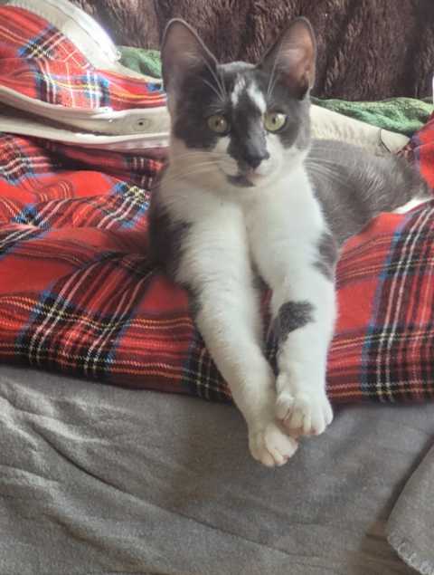 Miss Marple
