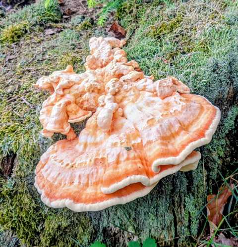 Pilz